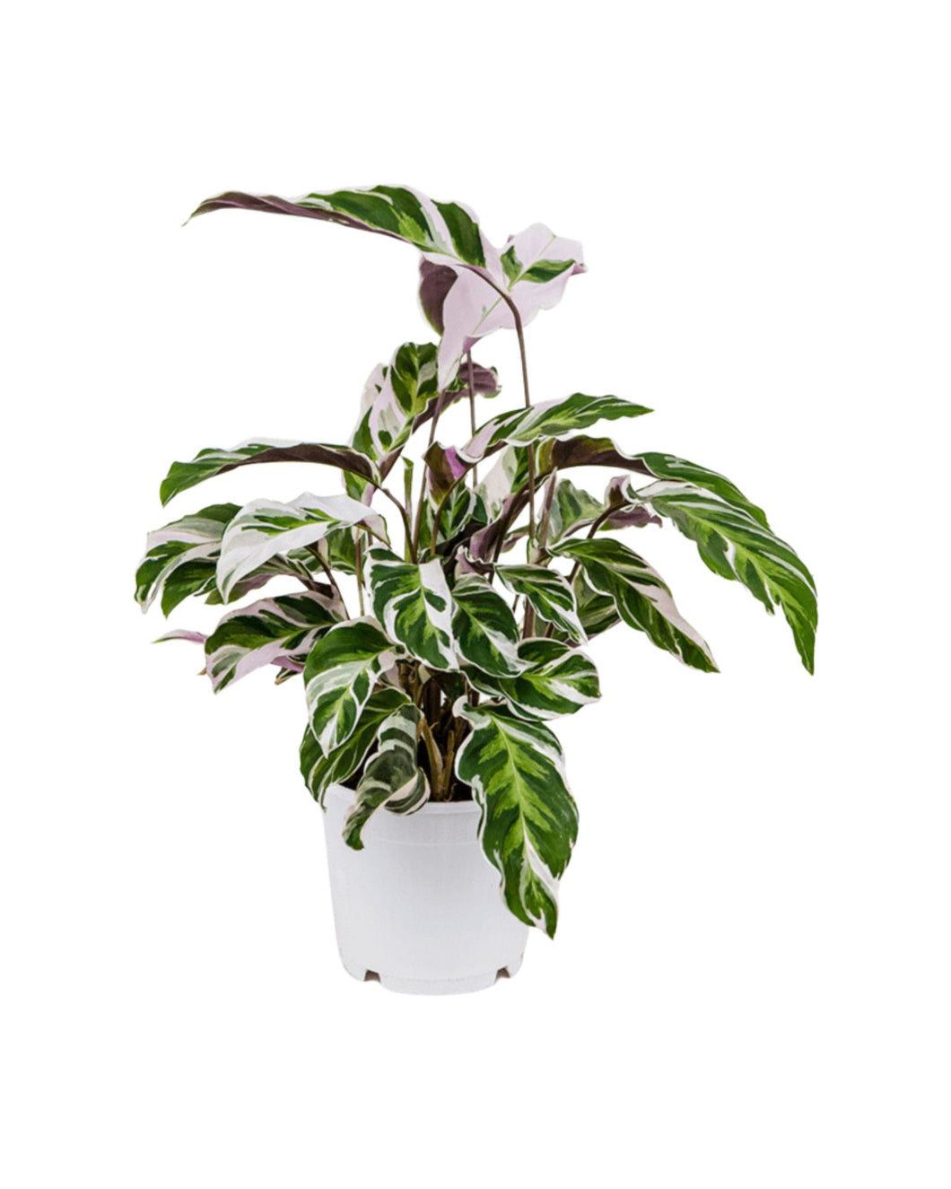 Calathea 'White Fusion' - Root Houseplants