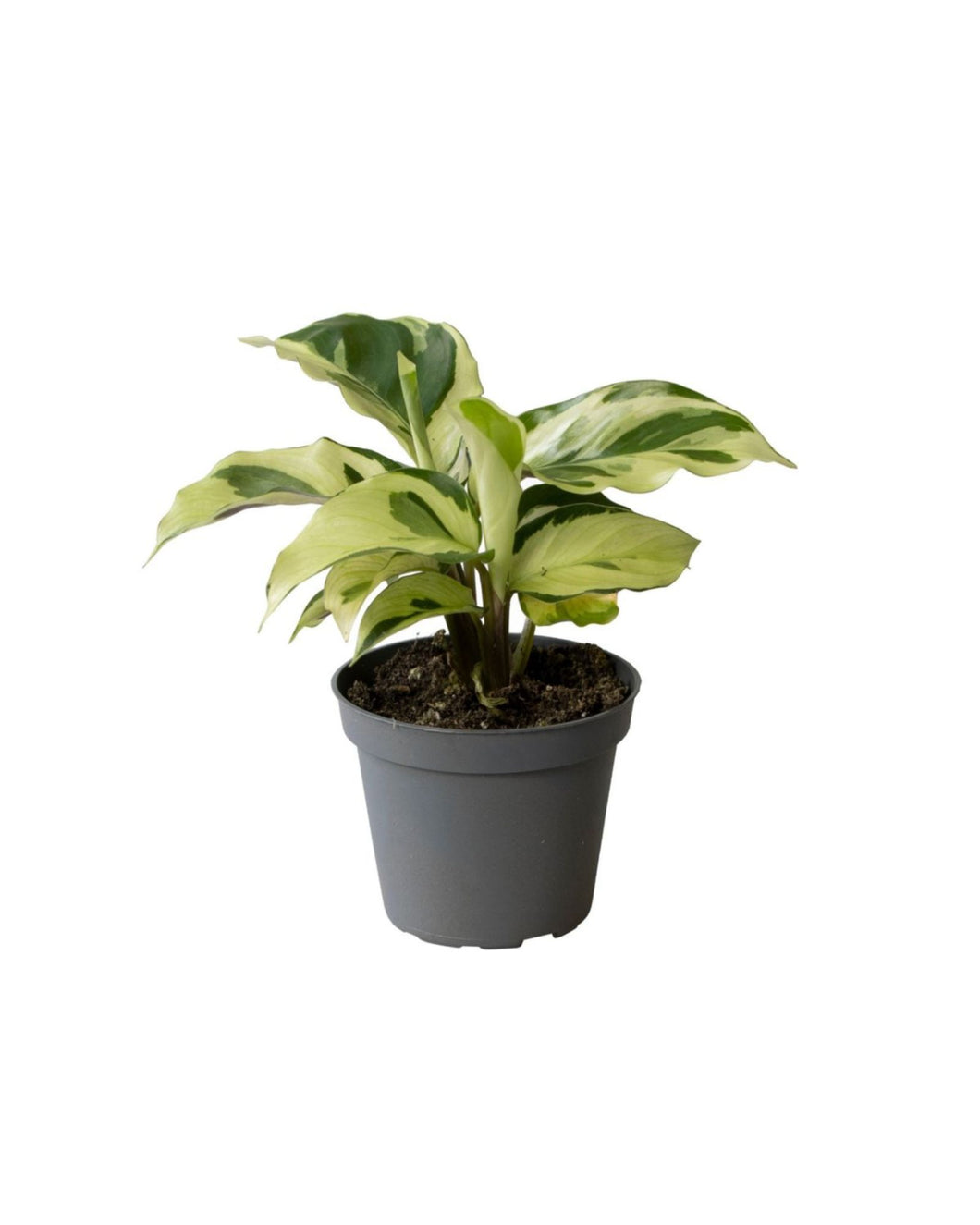 Calathea 'Yellow Miracle' - Root Houseplants