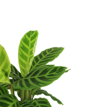 Charger l&#39;image dans la galerie, Calathea zebrina - Root Houseplants
