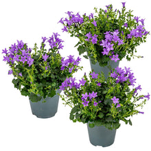 Load image into Gallery viewer, Campanula portenschlagiana Ambella Series (&#39;Ptw1101&#39;PBR) - Root Houseplants
