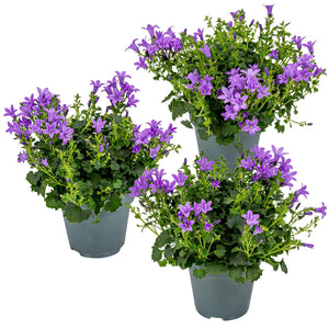 Campanula portenschlagiana Ambella Series ('Ptw1101'PBR) - Root Houseplants