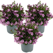 Load image into Gallery viewer, Campanula portenschlagiana Ambella Series (&#39;Ptw1101&#39;PBR) - Root Houseplants

