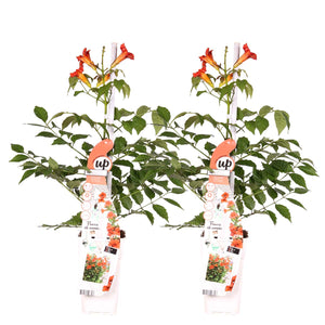 Campsis radicans 'Flamenco' - Root Houseplants