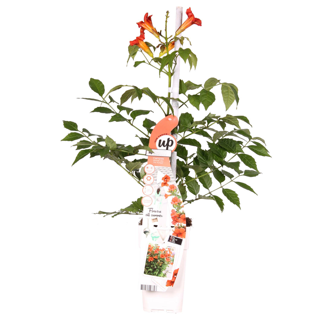 Campsis radicans 'Flamenco' - Root Houseplants