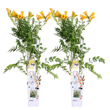 Load image into Gallery viewer, Campsis radicans &#39;Flava&#39; - Root Houseplants
