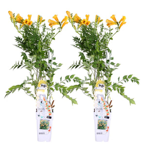 Campsis radicans 'Flava' - Root Houseplants