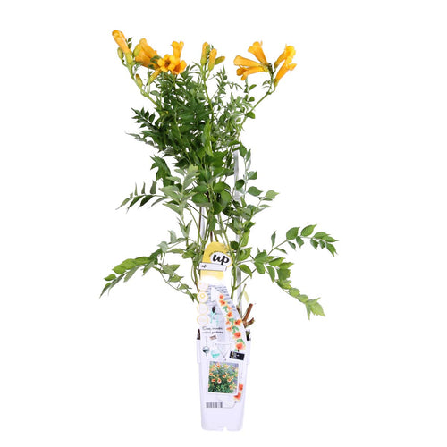 Campsis radicans 'Flava' - Root Houseplants
