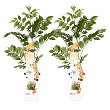 Load image into Gallery viewer, Campsis radicans &#39;Galen&#39; - Root Houseplants
