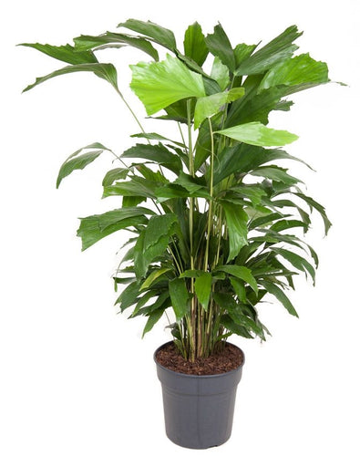Caryota Mitis - Root Houseplants