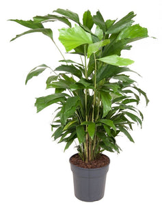 Caryota Mitis - Root Houseplants