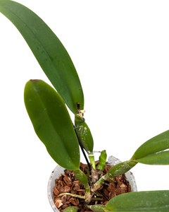 Cattleya hybrid - Root Houseplants