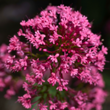 Load image into Gallery viewer, Centranthus ruber &#39;Coccineus&#39; - Root Houseplants
