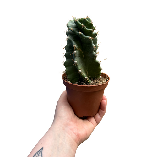 Cereus forbesii 'Spiralis' - Root Houseplants