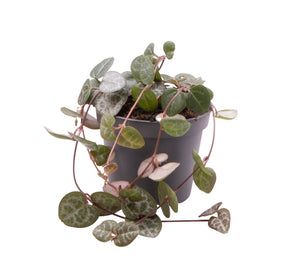 Ceropegia linearis sp. Woodii - String of Hearts - Root Houseplants
