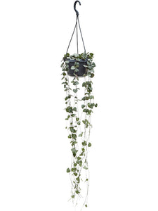 Ceropegia linearis sp. Woodii - String of Hearts - Root Houseplants