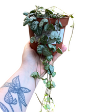 Lade das Bild in den Galerie-Viewer, Ceropegia linearis sp. Woodii - String of Hearts - Root Houseplants
