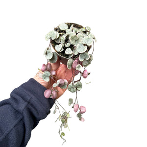 Ceropegia linearis sp. woodii 'Variegata' - Root Houseplants