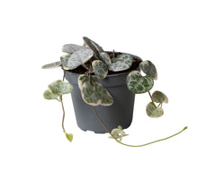 Charger l&#39;image dans la galerie, Ceropegia linearis sp. woodii &#39;Variegata&#39; - Root Houseplants
