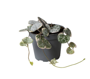 Ceropegia linearis sp. woodii 'Variegata' - Root Houseplants