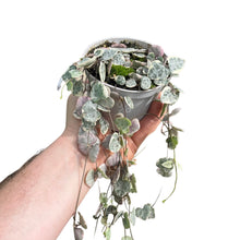 Charger l&#39;image dans la galerie, Ceropegia linearis sp. woodii &#39;Variegata&#39; - Root Houseplants
