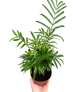 Chamaedorea elegans - Root Houseplants