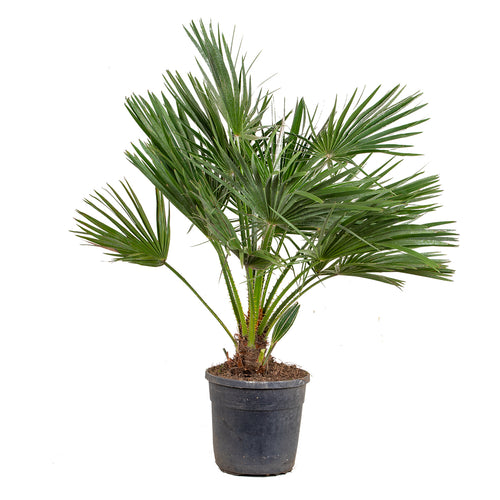 Chamaerops humilis - Root Houseplants