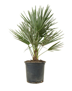 Chamaerops humilis - Root Houseplants