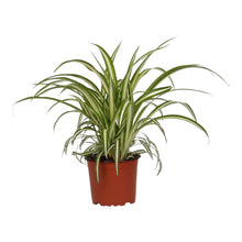 Load image into Gallery viewer, Chlorophytum comosum &#39;Vittatum&#39; - Root Houseplants

