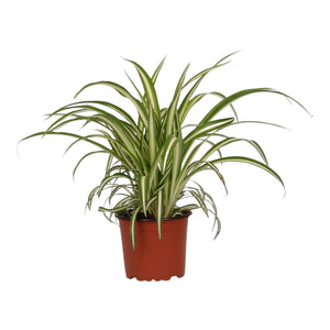 Chlorophytum comosum 'Vittatum' - Root Houseplants