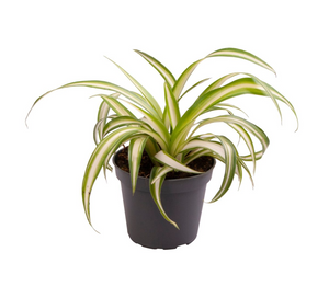 Chlorophytum comosum 'Vittatum' - Root Houseplants