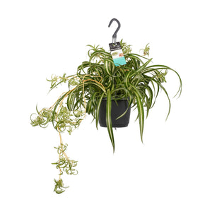 Chlorophytum comosum 'Vittatum' - Root Houseplants