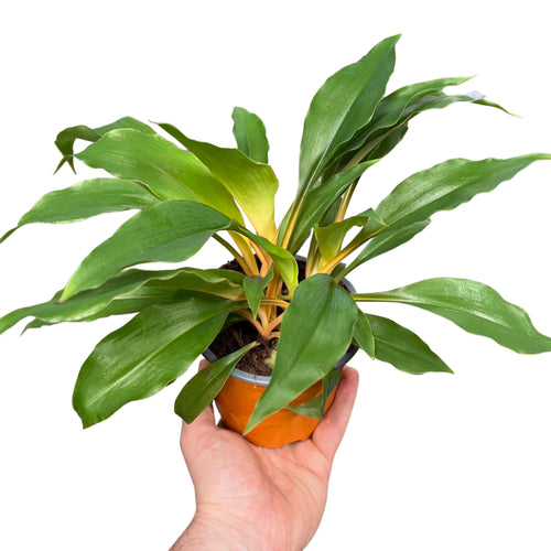Chlorophytum orchidastrum 'Green Orange' - Root Houseplants