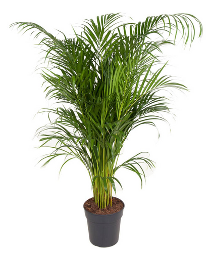 Chrysalidocarpus lutescens (syn. Dypsis lutescens) Areca Palm - Root Houseplants