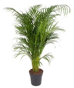 Chrysalidocarpus lutescens (syn. Dypsis lutescens) Areca Palm - Root Houseplants