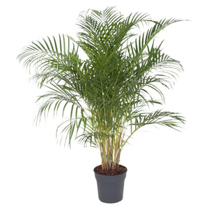Chrysalidocarpus lutescens (syn. Dypsis lutescens) Areca Palm - Root Houseplants