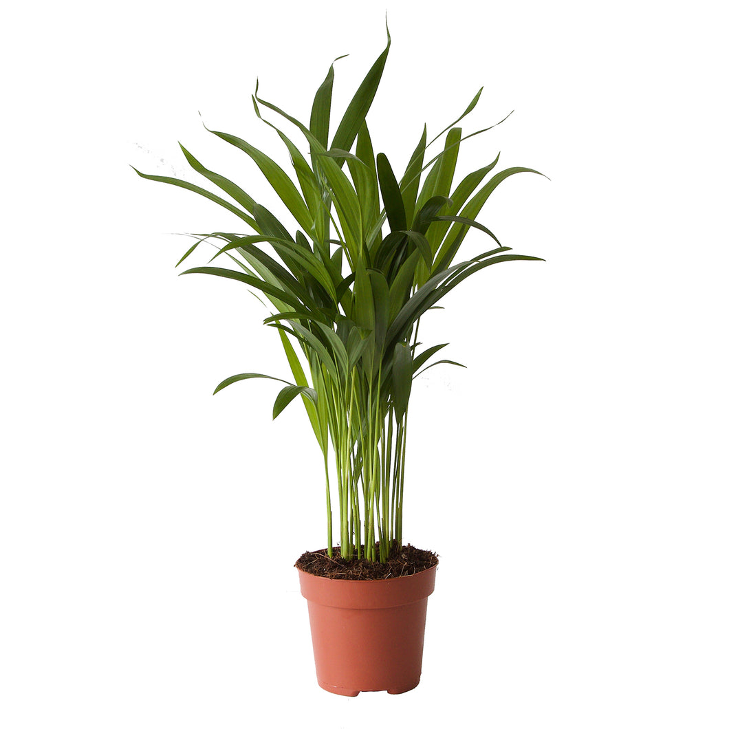 Chrysalidocarpus lutescens (syn. Dypsis lutescens) Areca Palm - Root Houseplants