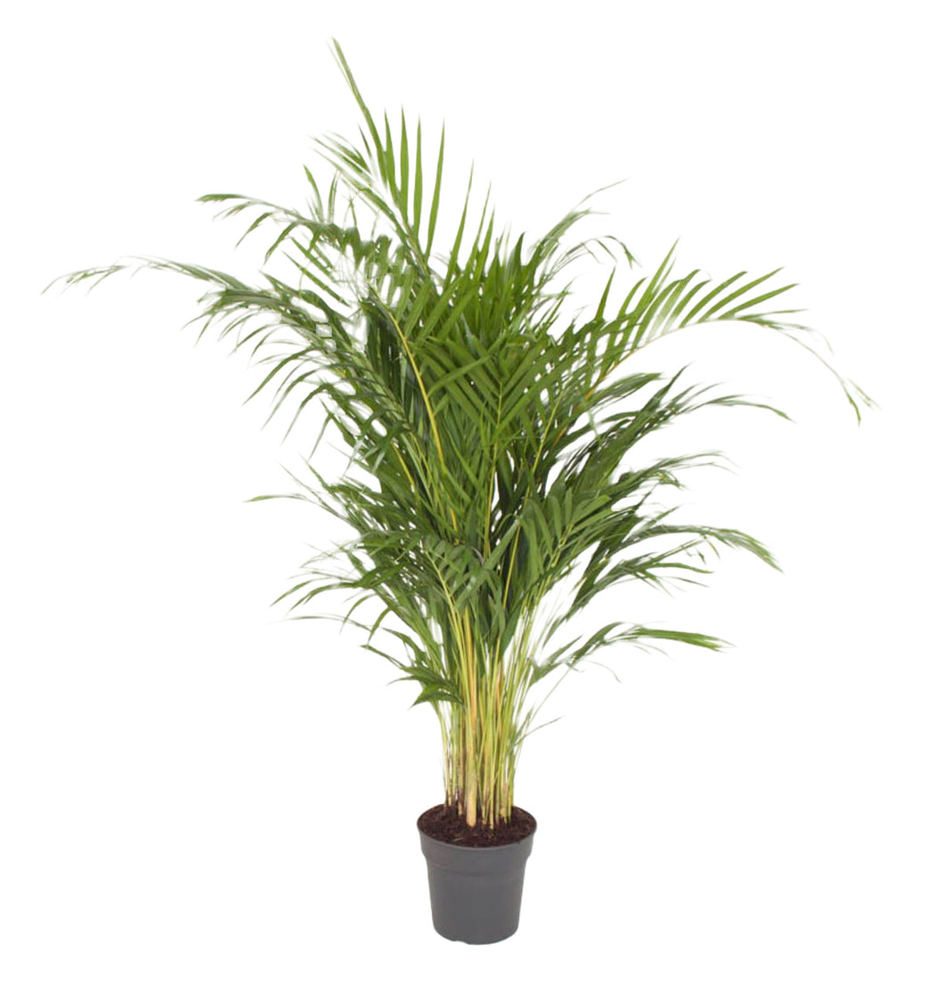 Chrysalidocarpus lutescens (syn. Dypsis lutescens) Areca Palm - Root Houseplants