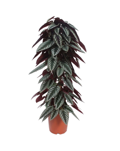 Cissus discolor - Root Houseplants