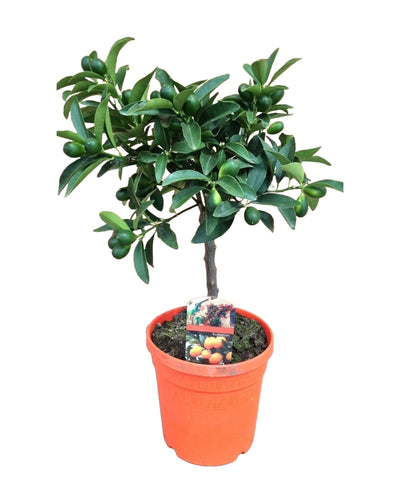 Citrus japonica - Kumquat tree - Root Houseplants
