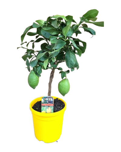 Citrus × limon - Lemon Tree - Root Houseplants