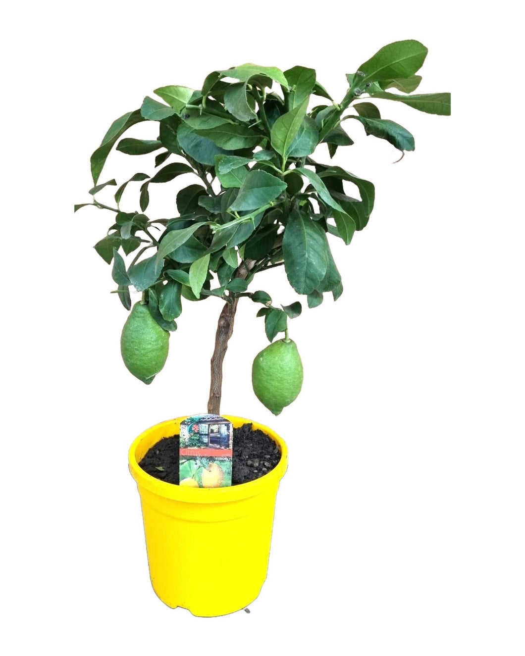 Citrus × limon - Lemon Tree - Root Houseplants