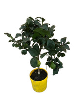 Load image into Gallery viewer, Citrus × limon - Lemon Tree - Root Houseplants
