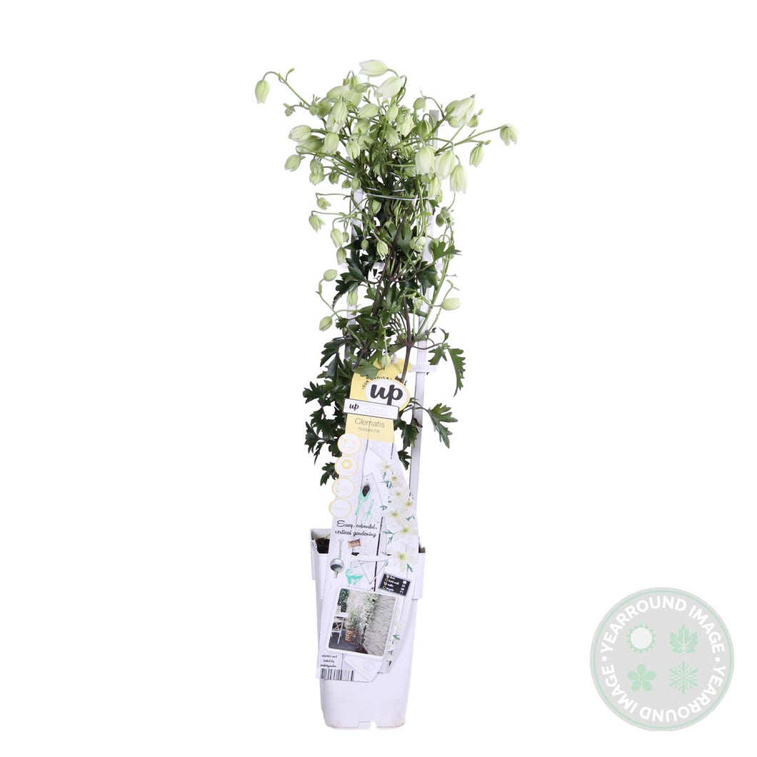 Clematis 'Avalanche' - Root Houseplants