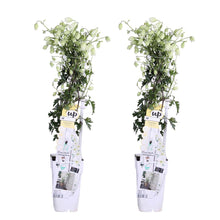 Charger l&#39;image dans la galerie, Clematis &#39;Avalanche&#39; - Root Houseplants
