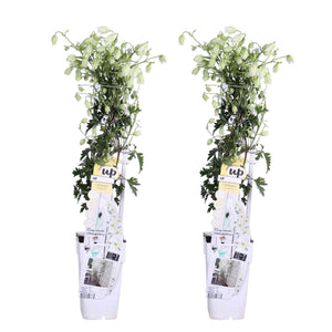 Clematis 'Avalanche' - Root Houseplants