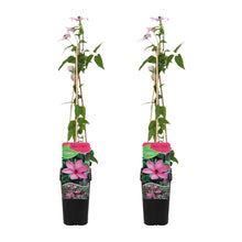 Load image into Gallery viewer, Clematis &#39;Hagley Hybrid&#39; - Root Houseplants
