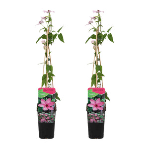 Clematis 'Hagley Hybrid' - Root Houseplants