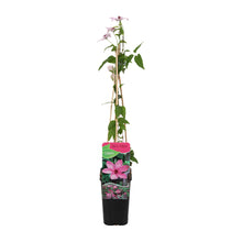 Load image into Gallery viewer, Clematis &#39;Hagley Hybrid&#39; - Root Houseplants
