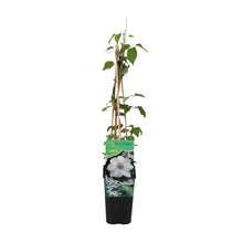 Load image into Gallery viewer, Clematis &#39;Miss Bateman&#39; - Root Houseplants
