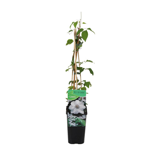 Clematis 'Miss Bateman' - Root Houseplants